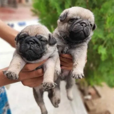 Pug Price in Surat | Pug Puppies for sale in Surat