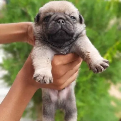 Pug Price in Noida | Pug Puppies for sale in Noida