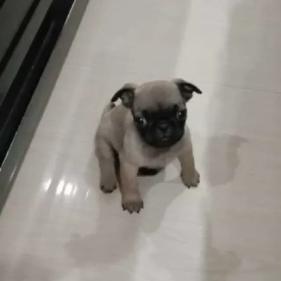 Pug Price in Pune | Pug Puppies for sale in Pune