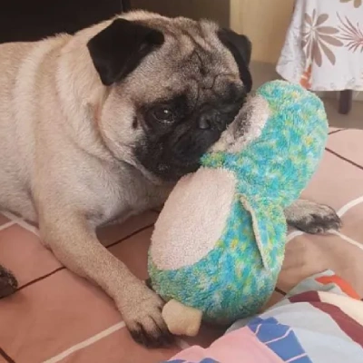 Pug Price in Noida | Pug Puppies for sale in Noida