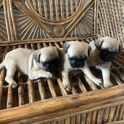 Pug Price in Surat | Pug Puppies for sale in Surat