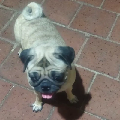 Pug Price in Noida | Pug Puppies for sale in Noida
