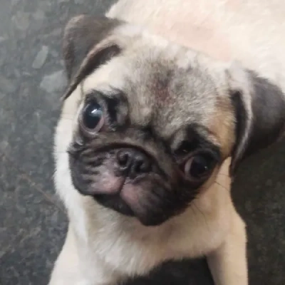 Pug Price in Nashik | Pug Puppies for sale in Nashik