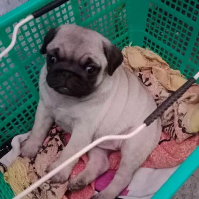 Pug Price in Surat | Pug Puppies for sale in Surat