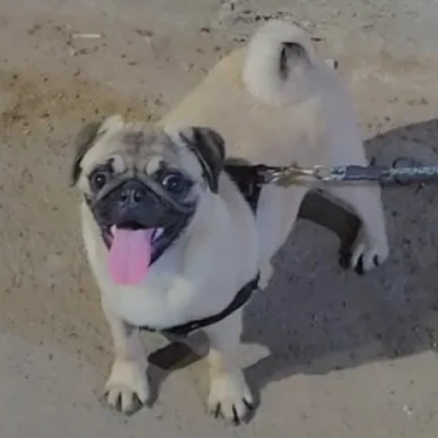 Pug Price in Noida | Pug Puppies for sale in Noida