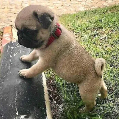 Pug Price in Surat | Pug Puppies for sale in Surat