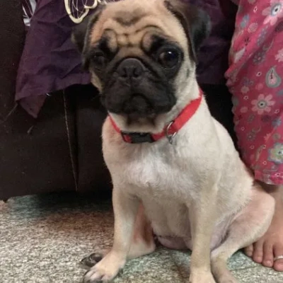 Pug Price in Surat | Pug Puppies for sale in Surat