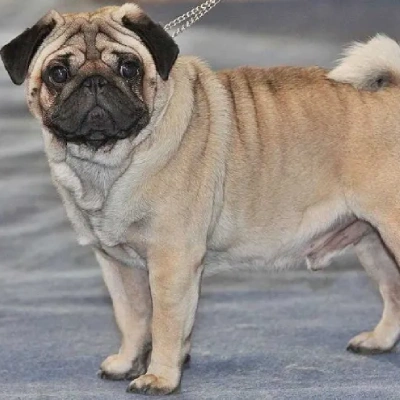Pug Price in Noida | Pug Puppies for sale in Noida