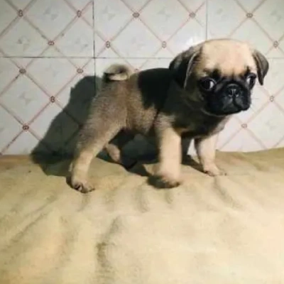 Pug Price in Surat | Pug Puppies for sale in Surat
