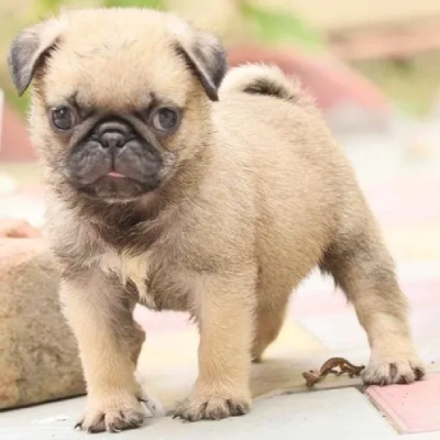 Pug Price in Noida | Pug Puppies for sale in Noida