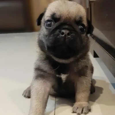 Pug Price in Nashik | Pug Puppies for sale in Nashik