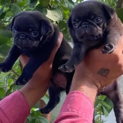 Pug Price in Noida | Pug Puppies for sale in Noida