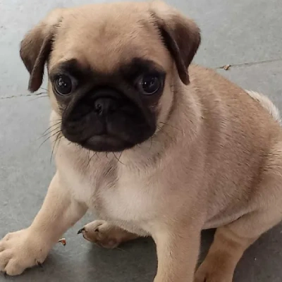 Pug Price in Pune | Pug Puppies for sale in Pune