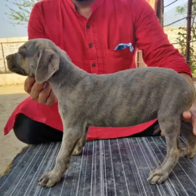 Rampur Hound Price in Surat | Rampur Hound Puppies for sale in Surat