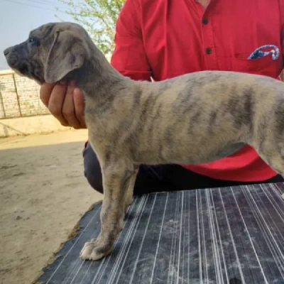 Rampur Hound Price in Surat | Rampur Hound Puppies for sale in Surat