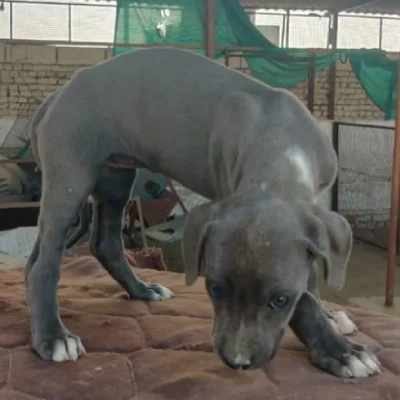 Rampur Hound Price in Surat | Rampur Hound Puppies for sale in Surat