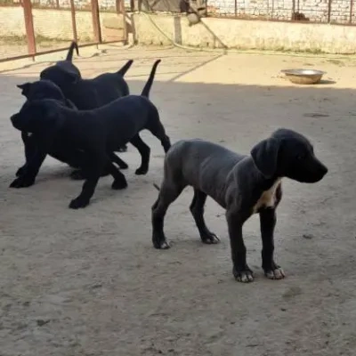Rampur Hound Price in Surat | Rampur Hound Puppies for sale in Surat