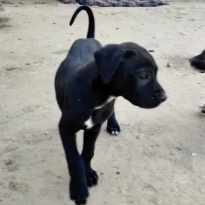 Rampur Hound Price in Surat | Rampur Hound Puppies for sale in Surat