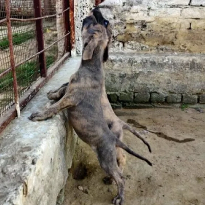 Rampur Hound Price in Surat | Rampur Hound Puppies for sale in Surat