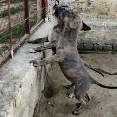 Rampur Hound Price in Surat | Rampur Hound Puppies for sale in Surat