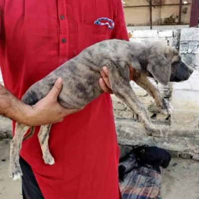 Rampur Hound Price in Surat | Rampur Hound Puppies for sale in Surat