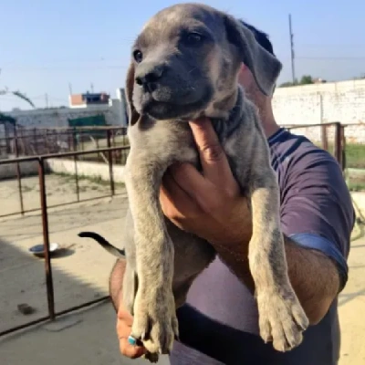 Rampur Hound Price in Surat | Rampur Hound Puppies for sale in Surat
