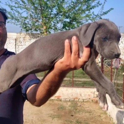 Rampur Hound Price in Surat | Rampur Hound Puppies for sale in Surat