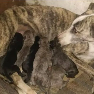Rampur Hound Price in Surat | Rampur Hound Puppies for sale in Surat