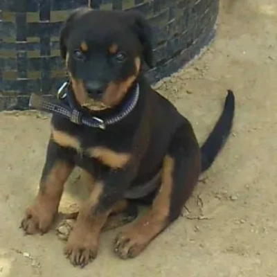 Rottweiler Price in Chennai | Rottweiler Puppies for sale in Chennai