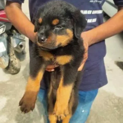 Rottweiler Price in Pune | Rottweiler Puppies for sale in Pune