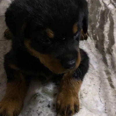 Rottweiler Price in Pune | Rottweiler Puppies for sale in Pune