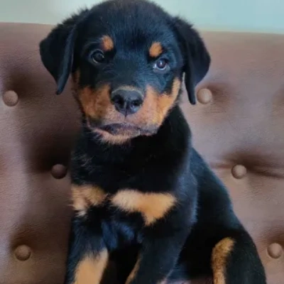 Rottweiler Price in Pune | Rottweiler Puppies for sale in Pune