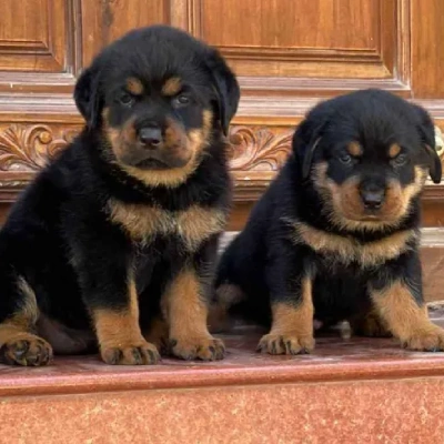 Rottweiler Price in Delhi | Rottweiler Puppies for sale in Delhi