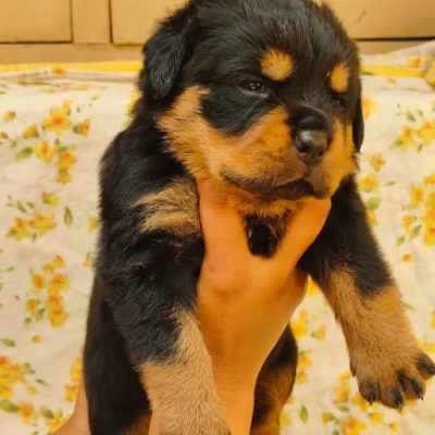 Rottweiler Price in Chennai | Rottweiler Puppies for sale in Chennai