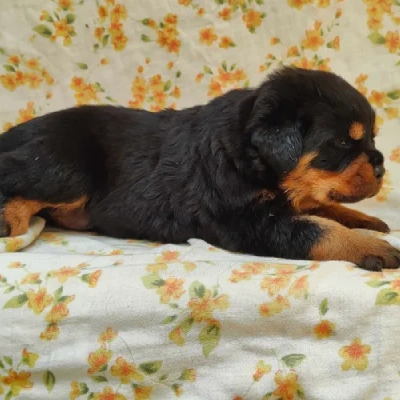 Rottweiler Price in Delhi | Rottweiler Puppies for sale in Delhi