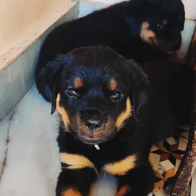 Rottweiler Price in Delhi | Rottweiler Puppies for sale in Delhi