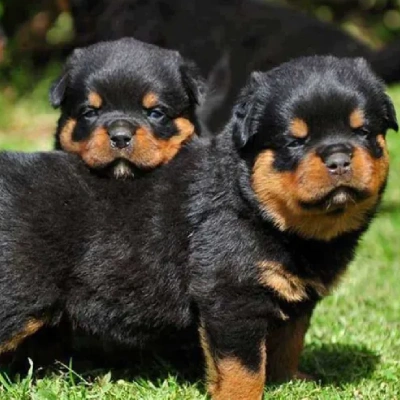 Rottweiler Price in Delhi | Rottweiler Puppies for sale in Delhi