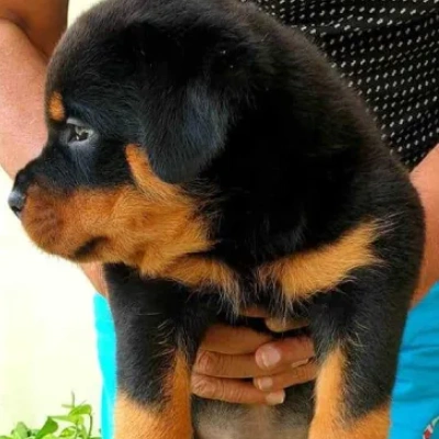 Rottweiler Price in Pune | Rottweiler Puppies for sale in Pune