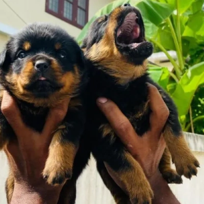 Rottweiler Price in Mumbai | Rottweiler Puppies for sale in Mumbai