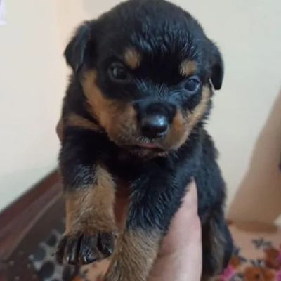 Rottweiler Price in Bangalore | Rottweiler Puppies for sale in Bangalore