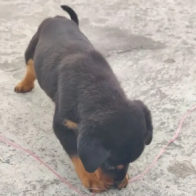 Rottweiler Price in Visakhapatnam | Rottweiler Puppies for sale in Visakhapatnam