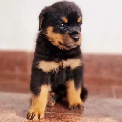 Rottweiler Price in Pune | Rottweiler Puppies for sale in Pune