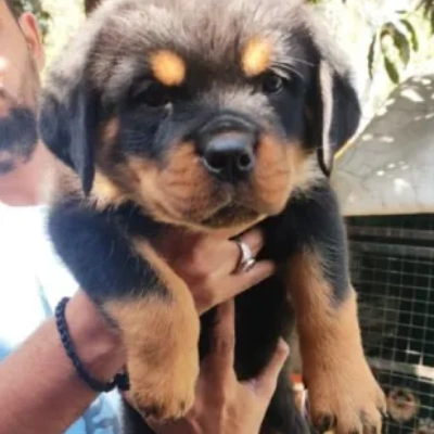 Rottweiler Price in Bangalore | Rottweiler Puppies for sale in Bangalore