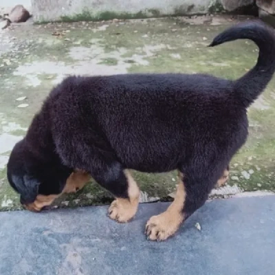 Rottweiler Price in Bangalore | Rottweiler Puppies for sale in Bangalore