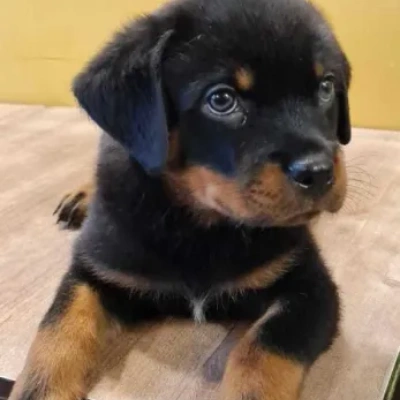 Rottweiler Price in Pune | Rottweiler Puppies for sale in Pune