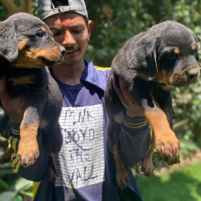 Rottweiler Price in Mumbai | Rottweiler Puppies for sale in Mumbai