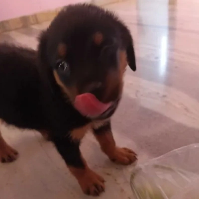 Rottweiler Price in Noida | Rottweiler Puppies for sale in Noida
