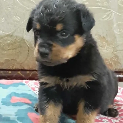 Rottweiler Price in Bangalore | Rottweiler Puppies for sale in Bangalore