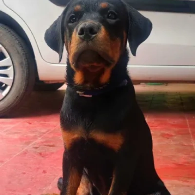 Rottweiler Price in Delhi | Rottweiler Puppies for sale in Delhi