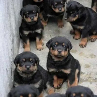 Rottweiler Price in Delhi | Rottweiler Puppies for sale in Delhi